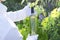 Man in white shirt and gloves holding glass bottle of sweet white white in the grape garden.Sun light in the vineyard