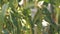 Man in a white shirt running inside a cornfield