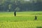 a man who is fishing for eels in a vast rice field in cilacap, indonesia
