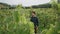 Man winegrower examining vine on grape plantation. Farmer touching yellow leaves