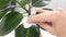 Man wipes dust from green leaves of Ficus. Care of House plants. Gardener hands wiping dust from houseplant leaves, taking care of