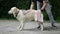 Man wipes his Golden retriever dog with a towel. Outdoor park.