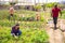 Man and woman collect harmful insects from potato sprouts on field