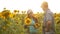 Man and woman farmers with a tablet work in the field with sunflowers. The concept of agriculture. agriculturist and