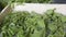 Man and woman feeding silkworms by fresh mulberry leaves in traditional way