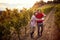 Man and woman gather harvest grapes