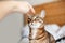 Man woman giving open empty hand palm to tabby cat. Relationship of owner and domestic feline animal pet. Adorable furry kitten