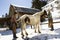 Man and Woman Grooming a Horse