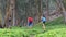 Man and woman happy couple hikers hiking in green forest trail with backpacks