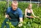 Man and woman horticulturistes arranging vine spinach