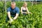 Man and woman horticulturistes arranging vine spinach