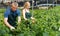Man and woman horticulturistes arranging vine spinach