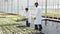 Man and woman in laboratory robes work with green plants in a greenhouse