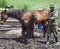 A man and a woman milking a horse