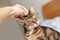 Man woman petting stroking tabby cat by hand. Relationship of owner and a domestic feline animal pet. Adorable furry kitten friend