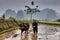 Man and woman plowed paddy field, using buffalo, Guangxi, China.