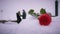 Man and woman swear on background of roses in snowdrift.
