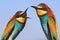 Man and woman swear, family quarrel birds