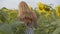 Man and woman walking on yellow sunflower field. Freedom concept. Happy woman outdoors. Harvest. Sunflowers field in