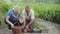 A man and a woman work on their farm, collect a ripe juicy natural vegetable and fruit sprig, do not use pesticides and