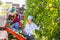 Man and women harvesting golden delicious apples