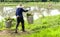 Man worker at farm work carrying green rice grass