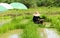 Man worker at farm work green rice grass