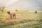 Man worker is working on the farm with leashed black buffalo and plow