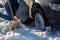 Man working at car stuck in snow on knee with shovel at daylight offroad