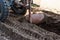 A man working in the field. A man plows the land with motor cultivator