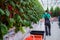 Man working in a greenhouse