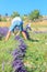 Man working on manual lavender harvesting. Beautiful bouquets of lavender in flower