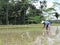 Man working in the ricefields in Indonesia