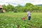 Man working the soil with small machine