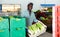 Man working on sorting line in vegetable factory, stacking plastic boxes with selected green lettuce prepared for