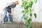 Man working in vegetable garden with the hoe, near green plants