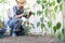 Man working in the vegetable garden tie up the tomato plants, take care to make them grow