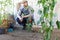 Man working in the vegetable garden, tomato plants