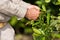 Man working in a yerba mate plantation