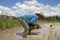 Man works on the paddy field, Asia