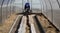 A man works in a vegetable garden in early spring. Digs the ground. Working in a greenhouse