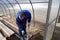 A man works in a vegetable garden in early spring. Digs the ground. Working in a greenhouse