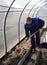 A man works in a vegetable garden in early spring. Digs the ground. Working in a greenhouse