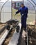 A man works in a vegetable garden in early spring. Digs the ground. Working in a greenhouse