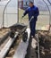 A man works in a vegetable garden in early spring. Digs the ground. Working in a greenhouse