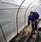 A man works in a vegetable garden in early spring. Digs the ground. Working in a greenhouse