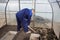 A man works in a vegetable garden in early spring. Digs the ground. Working in a greenhouse