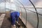 A man works in a vegetable garden in early spring. Digs the ground. Working in a greenhouse