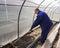 A man works in a vegetable garden in early spring. Digs the ground. Working in a greenhouse