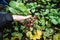 A man works in a vegetable garden, harvests fresh radish, spoiled by pests